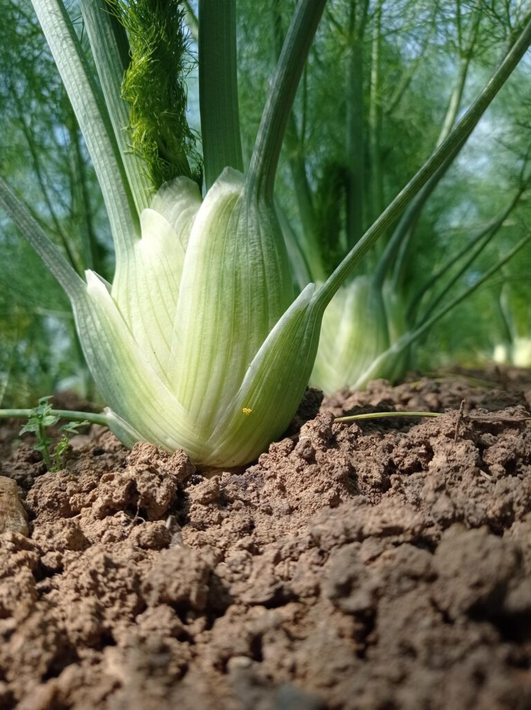 Fenchel