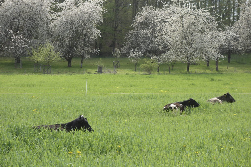 Unsere Kühe auf der Weide