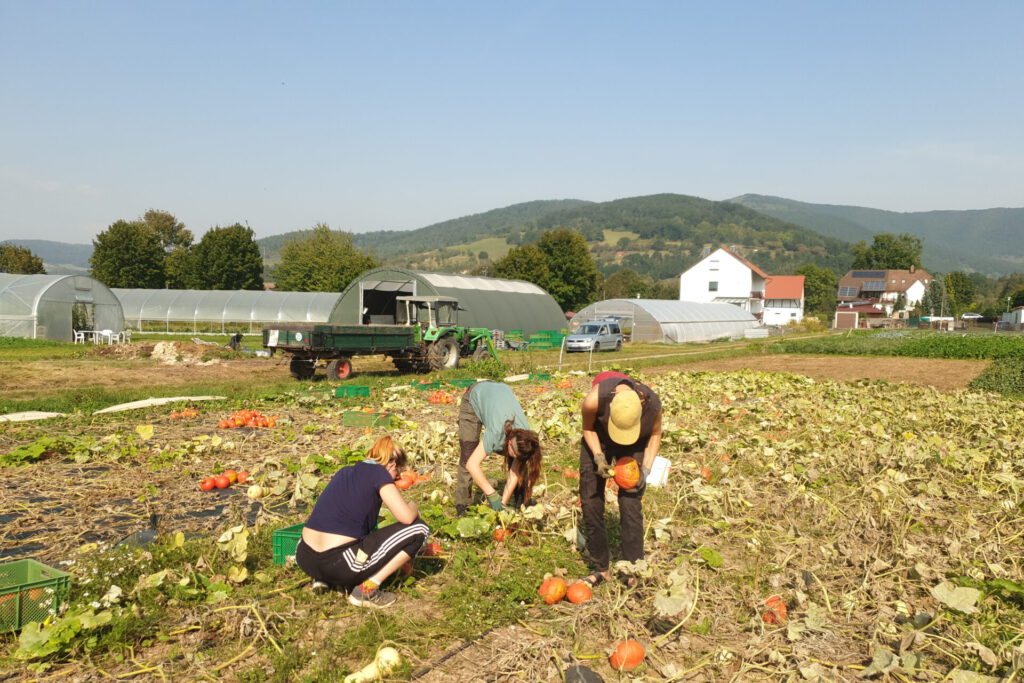 Gemeinsam ernten